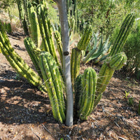 #EC32 EXACT Trichocereus Bridgesii Jada Beyond Cactus Plant Cuttings