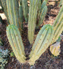 #EC32 EXACT Trichocereus Bridgesii Jada Beyond Cactus Plant Cuttings