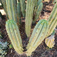 #EC32 EXACT Trichocereus Bridgesii Jada Beyond Cactus Plant Cuttings