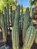 #EC32 EXACT Trichocereus Bridgesii Jada Beyond Cactus Plant Cuttings