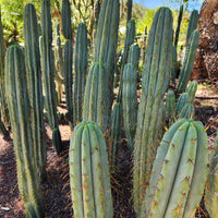 #EC32 EXACT Trichocereus Bridgesii Jada Beyond Cactus Plant Cuttings