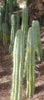 #EC32 EXACT Trichocereus Bridgesii Jada Beyond Cactus Plant Cuttings