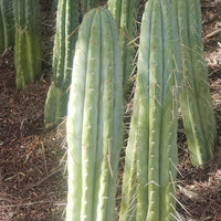 #EC32 EXACT Trichocereus Bridgesii Jada Beyond Cactus Plant Cuttings