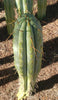 #EC32 EXACT Trichocereus Bridgesii Jada Beyond Cactus Plant Cuttings