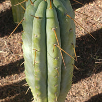 #EC32 EXACT Trichocereus Bridgesii Jada Beyond Cactus Plant Cuttings