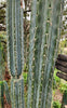 #EC32 EXACT Trichocereus Bridgesii Jada Beyond Cactus Plant Cuttings