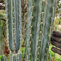 #EC32 EXACT Trichocereus Bridgesii Jada Beyond Cactus Plant Cuttings