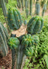 #EC32 EXACT Trichocereus Bridgesii Jada Beyond Cactus Plant Cuttings