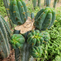 #EC32 EXACT Trichocereus Bridgesii Jada Beyond Cactus Plant Cuttings