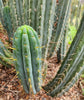 #EC32 EXACT Trichocereus Bridgesii Jada Beyond Cactus Plant Cuttings