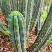 #EC32 EXACT Trichocereus Bridgesii Jada Beyond Cactus Plant Cuttings