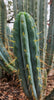 #EC32 EXACT Trichocereus Bridgesii Jada Beyond Cactus Plant Cuttings