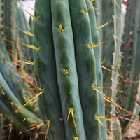 #EC32 EXACT Trichocereus Bridgesii Jada Beyond Cactus Plant Cuttings