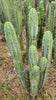 #EC32 EXACT Trichocereus Bridgesii Jada Beyond Cactus Plant Cuttings