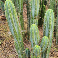 #EC32 EXACT Trichocereus Bridgesii Jada Beyond Cactus Plant Cuttings