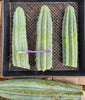 #EC32 EXACT Trichocereus Bridgesii Jada Beyond Cactus Plant Cuttings