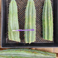 #EC32 EXACT Trichocereus Bridgesii Jada Beyond Cactus Plant Cuttings