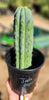 #EC32 EXACT Trichocereus Bridgesii Jada Beyond Cactus Plant Cuttings