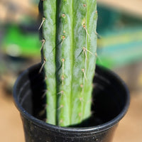 #EC32 EXACT Trichocereus Bridgesii Jada Beyond Cactus Plant Cuttings