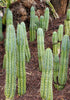 #EC32 EXACT Trichocereus Bridgesii Jada Beyond Cactus Plant Cuttings