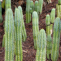 #EC32 EXACT Trichocereus Bridgesii Jada Beyond Cactus Plant Cuttings