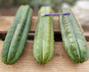 #EC36 EXACT Trichocereus Pachanoi Peruvianus NO ID Cactus Plant Cuttings