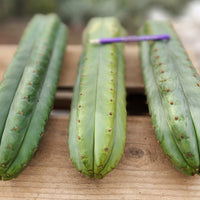 #EC36 EXACT Trichocereus Pachanoi Peruvianus NO ID Cactus Plant Cuttings