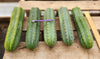 #EC36 EXACT Trichocereus Pachanoi Peruvianus NO ID Cactus Plant Cuttings