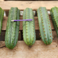 #EC36 EXACT Trichocereus Pachanoi Peruvianus NO ID Cactus Plant Cuttings