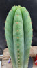 #EC36 EXACT Trichocereus Pachanoi Peruvianus NO ID Cactus Plant Cuttings