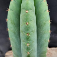 #EC36 EXACT Trichocereus Pachanoi Peruvianus NO ID Cactus Plant Cuttings