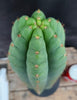 #EC36 EXACT Trichocereus Pachanoi Peruvianus NO ID Cactus Plant Cuttings