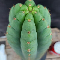 #EC36 EXACT Trichocereus Pachanoi Peruvianus NO ID Cactus Plant Cuttings