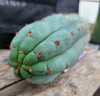 #EC36 EXACT Trichocereus Pachanoi Peruvianus NO ID Cactus Plant Cuttings