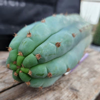 #EC36 EXACT Trichocereus Pachanoi Peruvianus NO ID Cactus Plant Cuttings