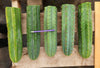 #EC36 EXACT Trichocereus Pachanoi Peruvianus NO ID Cactus Plant Cuttings