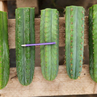 #EC36 EXACT Trichocereus Pachanoi Peruvianus NO ID Cactus Plant Cuttings