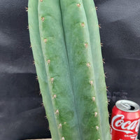 #EC36 EXACT Trichocereus Pachanoi Peruvianus NO ID Cactus Plant Cuttings