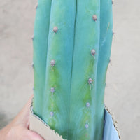 #EC36 EXACT Trichocereus Pachanoi Peruvianus NO ID Cactus Plant Cuttings