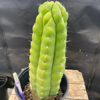 #EC40 EXACT Trichocereus Pachanoi Monstrose TPM Cactus 13.5"