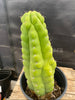 #EC40 EXACT Trichocereus Pachanoi Monstrose TPM Cactus 13.5"