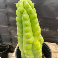 #EC40 EXACT Trichocereus Pachanoi Monstrose TPM Cactus 13.5"