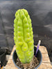 #EC40 EXACT Trichocereus Pachanoi Monstrose TPM Cactus 13.5"