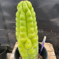 #EC40 EXACT Trichocereus Pachanoi Monstrose TPM Cactus 13.5"