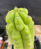 #EC40 EXACT Trichocereus Pachanoi Monstrose TPM Cactus 13.5"