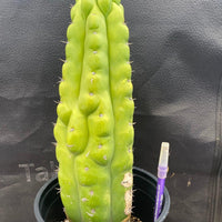 #EC40 EXACT Trichocereus Pachanoi Monstrose TPM Cactus 13.5"