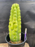 #EC40 EXACT Trichocereus Pachanoi Monstrose TPM Cactus 13.5"