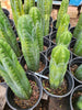 #EC43 EXACT Trichocereus Pachanoi ECK Cactus Potted Plants and Cuttings