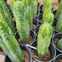 #EC43 EXACT Trichocereus Pachanoi ECK Cactus Potted Plants and Cuttings