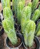 #EC43 EXACT Trichocereus Pachanoi ECK Cactus Potted Plants and Cuttings